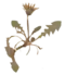 T. erythrospermum