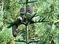 Noble fir Abies procera, with five heavy (20&nbsp;cm, approx 0.5&nbsp;kg each) cones, three erect, and two hanging where their weight has caused the branch to twist