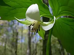 Nodding trillium (Trillium cernuum)