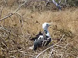 A baby bird at North Seymour Island in the Galápagos