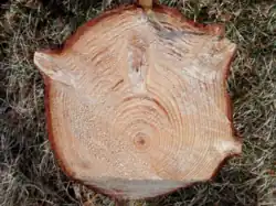 Picea abies trunk cross section