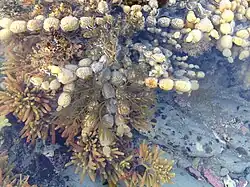 Notheia growing on Hormosira