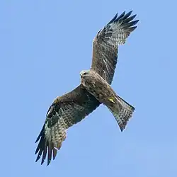 Black kite, Vaxholm, Stockholm