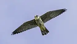 Eurasian hobby, Vaxholm