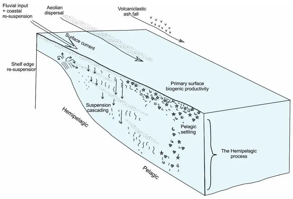 Sediment supply from terrigenous and biological sourcesas well as its dispersion and settling through the water column