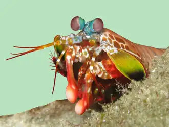 Mantis shrimp have the most advanced eyes in the animal kingdom,[281] and smash prey by swinging their club-like raptorial claws.[282]