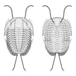 Diagram of Olenoides serratus (Trilobita)