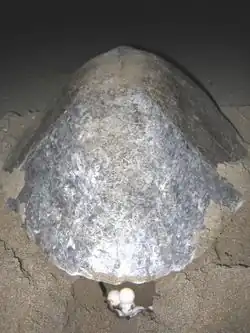 Photo of rear of turtle on beach with three white, round eggs lying behind it in a small hole in the sand