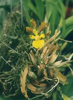 Oncidium longipes