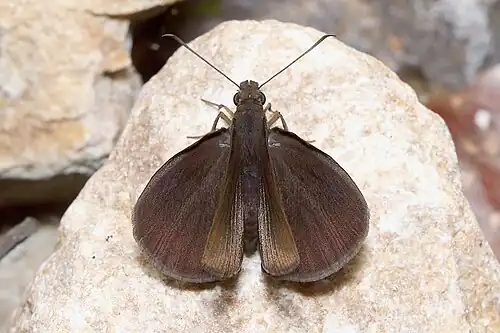 Dorsal view