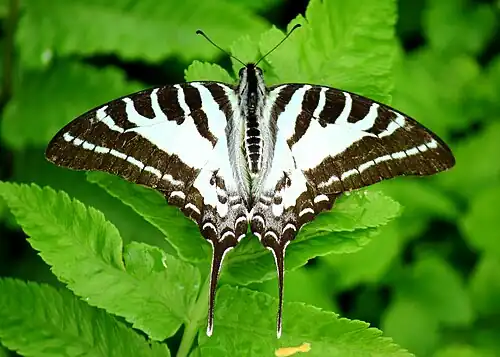 Dorsal view