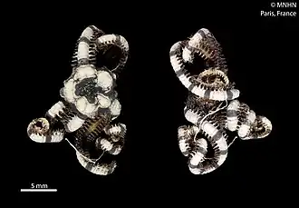 Ophiopsammium semperi