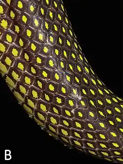 Female scale coloration