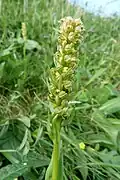 Frog orchid towards the Spitzkoepfe&nbsp;[fr].