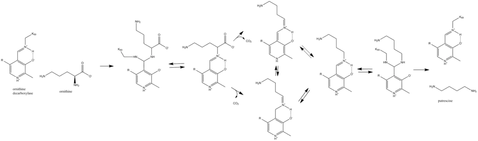 Reaction of ODC with ornithine