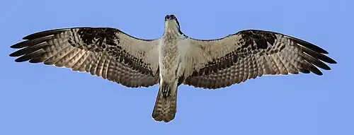 American osprey (P. h. carolinensis)