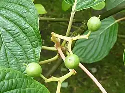 Fruit (drupes), Cambridge University Botanic Garden