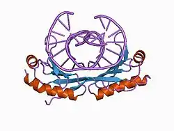 1cdw: HUMAN TBP CORE DOMAIN COMPLEXED WITH DNA