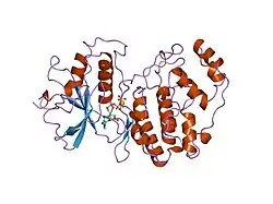 1gol: COORDINATES OF RAT MAP KINASE ERK2 WITH AN ARGININE MUTATION AT POSITION 52