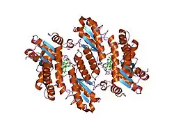 1hrk: CRYSTAL STRUCTURE OF HUMAN FERROCHELATASE