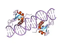 1if1: INTERFERON REGULATORY FACTOR 1 (IRF-1) COMPLEX WITH DNA