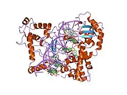 1k4s: HUMAN DNA TOPOISOMERASE I IN COVALENT COMPLEX WITH A 22 BASE PAIR DNA DUPLEX