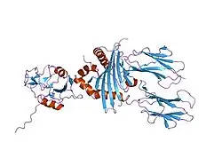 1kg0: Structure of the Epstein-Barr Virus gp42 Protein Bound to the MHC class II Receptor HLA-DR1