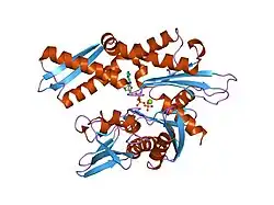1ngc: STRUCTURAL BASIS OF THE 70-KILODALTON HEAT SHOCK COGNATE PROTEIN ATP HYDROLYTIC ACTIVITY, II. STRUCTURE OF THE ACTIVE SITE WITH ADP OR ATP BOUND TO WILD TYPE AND MUTANT ATPASE FRAGMENT