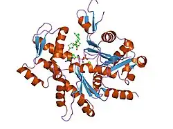 1sqk: CRYSTAL STRUCTURE OF CIBOULOT IN COMPLEX WITH SKELETAL ACTIN