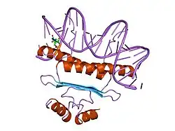 1srs: SERUM RESPONSE FACTOR (SRF) CORE COMPLEXED WITH SPECIFIC SRE DNA