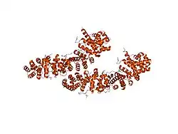 1th1: Beta-catenin in complex with a phosphorylated APC 20aa repeat fragment