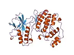 1wfc: Structure of APO, unphosphorylated, p38 mitogen activated protein kinase p38 (p38 MAP kinase) the mammalian homologue of the yeast HOG1 protein