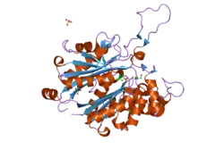 1wl5: Human cytosolic acetoacetyl-CoA thiolase