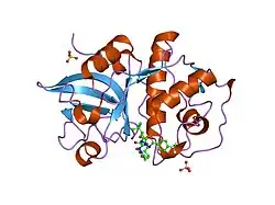1yt7: Cathepsin K complexed with a constrained ketoamide inhibitor