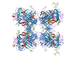 1ywh: crystal structure of urokinase plasminogen activator receptor
