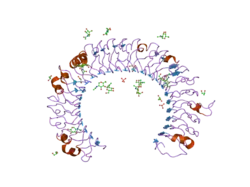 1ziw: Human Toll-like Receptor 3 extracellular domain structure