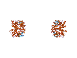 2c3t: HUMAN GLUTATHIONE-S-TRANSFERASE T1-1, W234R MUTANT, APO FORM