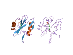 2ci9: NCK1 SH2-DOMAIN IN COMPLEX WITH A DODECAPHOSPHOPEPTIDE FROM EPEC PROTEIN TIR