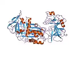 2d26: Active site distortion is sufficient for proteinase inhibit second crystal structure of covalent serpin-proteinase complex