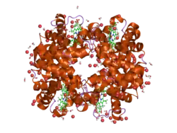 2dxm: Neutron Structure Analysis of Deoxy Human Hemoglobin