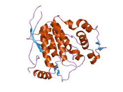 2exe: Crystal structure of the phosphorylated CLK3