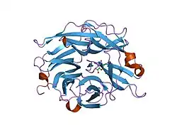2f13: Crystal Structure of the Human Sialidase Neu2 in Complex with 2',3'- dihydroxypropyl ether mimetic Inhibitor