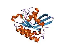 2fg5: Crystal structure of human RAB31 in complex with a GTP analogue
