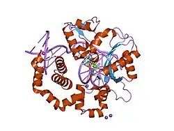 2fmp: DNA Polymerase beta with a terminated gapped DNA substrate and ddCTP with sodium in the catalytic site