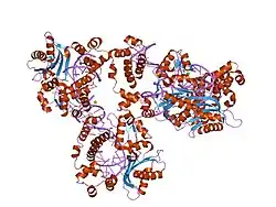 2gws: Crystal Structure of human DNA Polymerase lambda with a G/G mismatch in the primer terminus