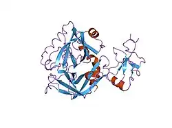 2hpp: STRUCTURES OF THE NONCOVALENT COMPLEXES OF HUMAN AND BOVINE PROTHROMBIN FRAGMENT 2 WITH HUMAN PPACK-THROMBIN