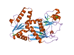 2odt: Structure of human Inositol 1,3,4-trisphosphate 5/6-kinase