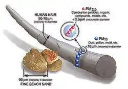 A computer graphic showing how many PM10 particles can be wrapped around a human hair and how several PM2.5 particles can be wrapped around PM10