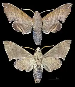 Pachygonidia subhamata