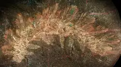 Palaeocampa, a lobopodian which was previously identified as an amphinomidan annelid